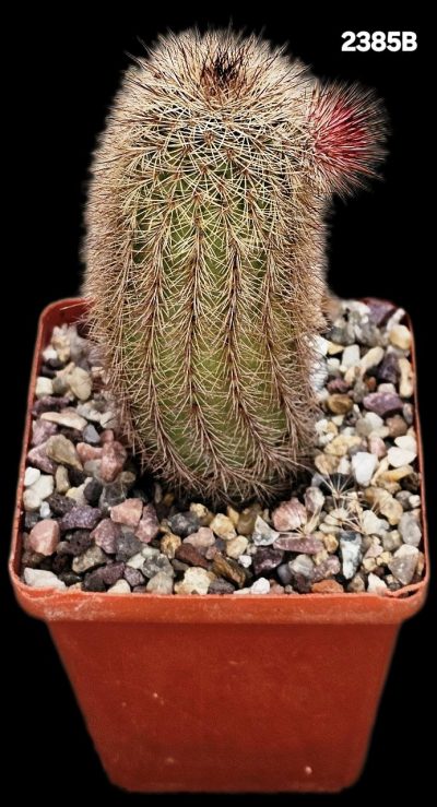 Echinocereus sciurus var. floresii -L 071 (7x7)-2385B