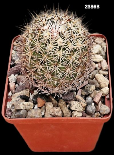 Coryphantha densispina (8x8)-2386B