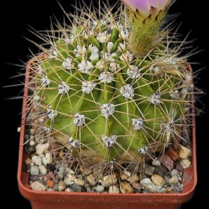 Acanthocalycium violaceum -SE 31(7x7)-2387B