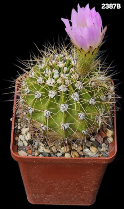 Acanthocalycium violaceum -SE 31(7x7)-2387B