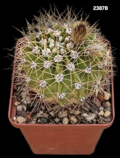 Acanthocalycium violaceum -SE 31(7x7)-2387B - Зображення 2