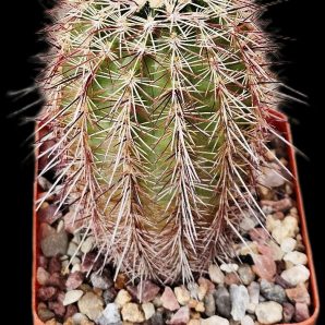 Echinocereus chloranthus - DJF 1372, (7x7)-2388B