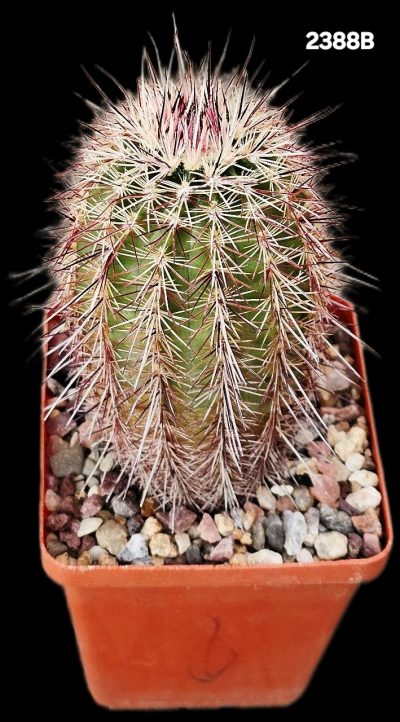 Echinocereus chloranthus - DJF 1372, (7x7)-2388B