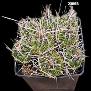 Echinofossulocactus phyllacanthus (`caespitosa`) (12x12)- 2389B