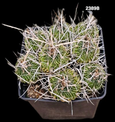 Echinofossulocactus phyllacanthus (`caespitosa`) (12x12)- 2389B