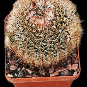 Notocactus schlosseri (7x7)-2390B