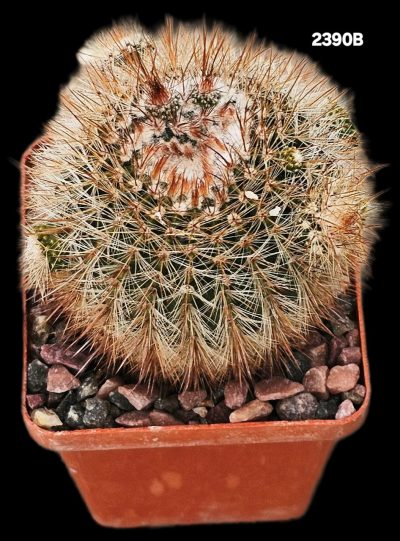 Notocactus schlosseri (7x7)-2390B