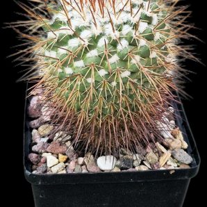 Mammillaria petersonii (12x12)-2391B