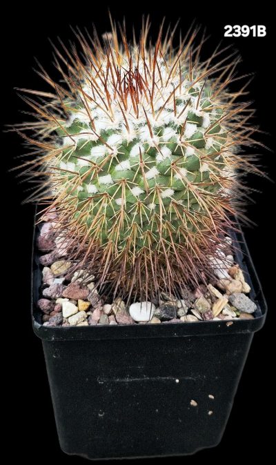 Mammillaria petersonii (12x12)-2391B