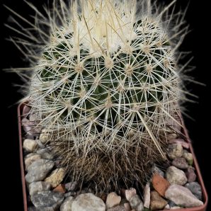 Echinofossulocactus ochoterenaus -MG 309.20 (8x8)-2392B