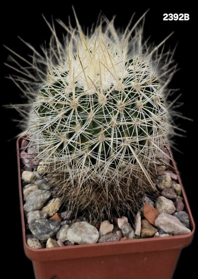 Echinofossulocactus ochoterenaus -MG 309.20 (8x8)-2392B