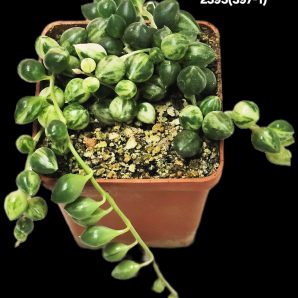 Senecio herreianus fa. variegata (5x5)-2393(397-1)