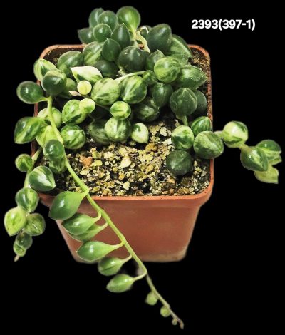 Senecio herreianus fa. variegata (5x5)-2393(397-1)