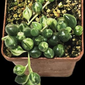 Senecio herreianus fa. variegata (5x5)-2394(397-2)