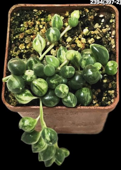 Senecio herreianus fa. variegata (5x5)-2394(397-2)