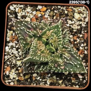 Faucaria tuberculosa `Aranami` (7х7)-2395(139-1)