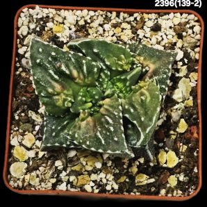 Faucaria tuberculosa `Aranami` (7х7)-2396(139-2)
