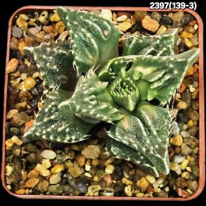 Faucaria tuberculosa `Aranami` (7х7)-2397(139-3)