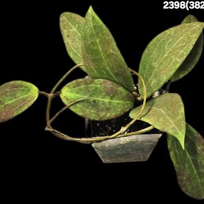 Hoya wibergiae (pink splash) (D=8)-2398(382)