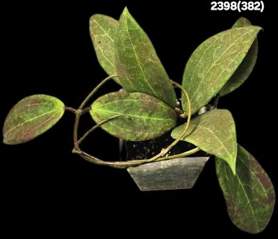 Hoya wibergiae (pink splash) (D=8)-2398(382)