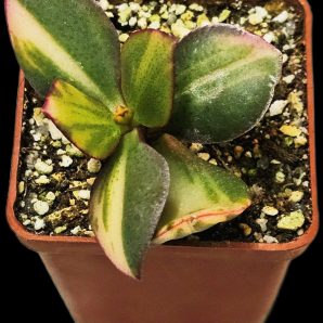 Crassula ovata fa. small variegata (6x6)-2399(31)