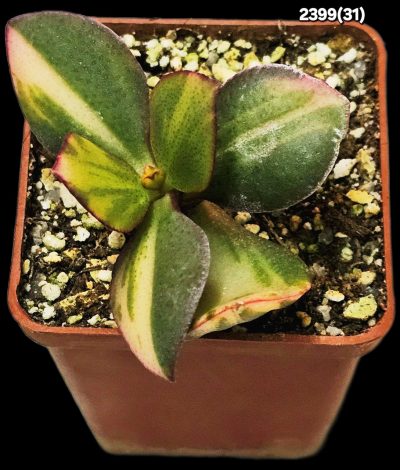 Crassula ovata fa. small variegata (6x6)-2399(31)