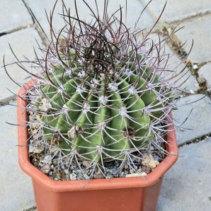 Echinopsis leucantha (pseudolobivia) - VG 1042 (12x12)-2400B