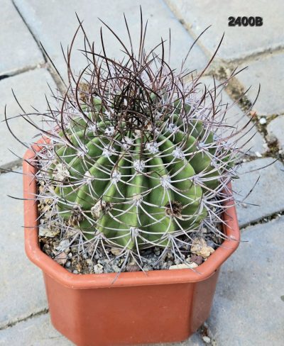 Echinopsis leucantha (pseudolobivia) - VG 1042 (12x12)-2400B