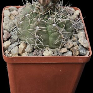 Gymnocalycium kroenleinii -Koehres (8x8)-2401B