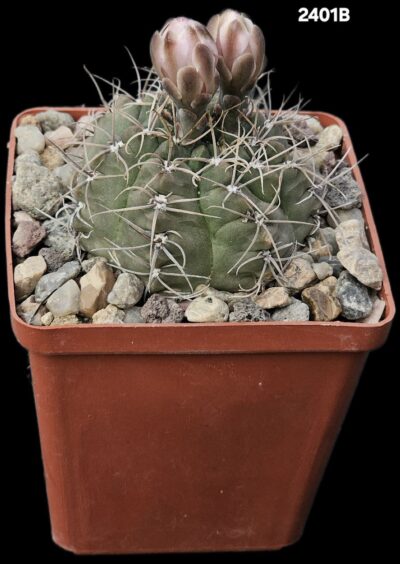 Gymnocalycium kroenleinii -Koehres (8x8)-2401B
