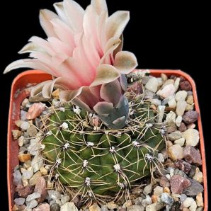 Gymnocalycium baldianum -VG 067, El Arenal (6x6)-2402B