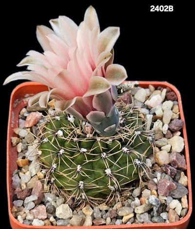 Gymnocalycium baldianum -VG 067, El Arenal (6x6)-2402B