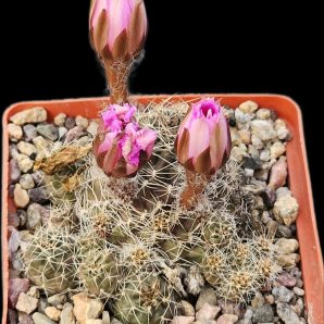 Lobivia wrightiana f. chilensis (7x7)-2403B