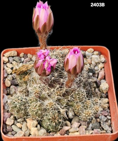 Lobivia wrightiana f. chilensis (7x7)-2403B
