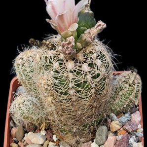 Gymnocalycium bruchii melojeri -VG 272 (6x6)-2404B