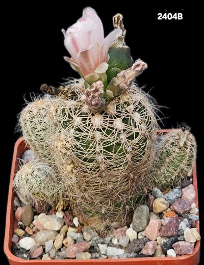Gymnocalycium bruchii melojeri -VG 272 (6x6)-2404B