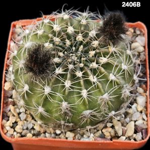 Pseudolobivia ancistrophora -JO 346 (7x7)-2406B