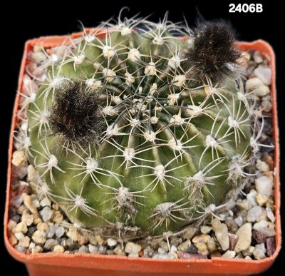 Pseudolobivia ancistrophora -JO 346 (7x7)-2406B
