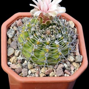 Gymnocalycium bicolor (12x12)-2407B