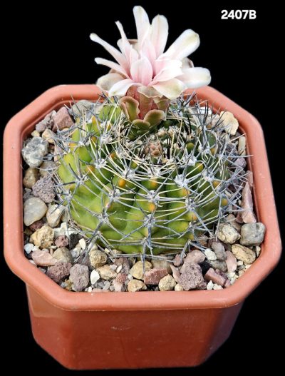 Gymnocalycium bicolor (12x12)-2407B