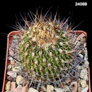 Echinofossulocactus sulphureus (10x10)-2408B