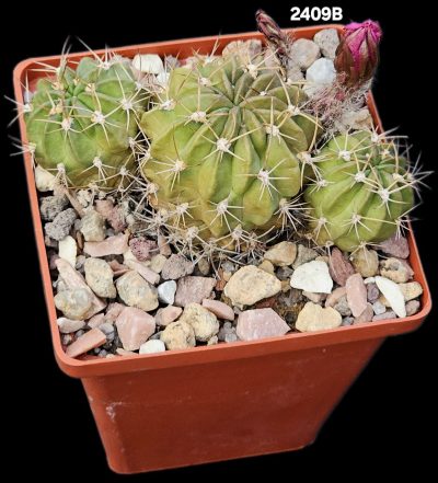Lobivia pentlandii f. ferox (10x10)-2409B