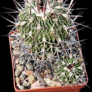 Echinofossulocactus adverispinus (8x8)-2410B
