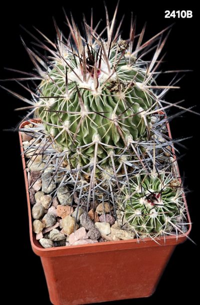 Echinofossulocactus adverispinus (8x8)-2410B