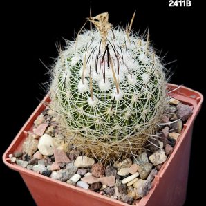 Echinofossulocactus ochoterenaus -MG #82.091(10x10)-2411B