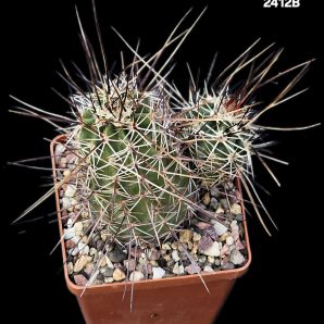 Echinocereus viridiflorus (extreme fa.) -MG (8x8)-2412B