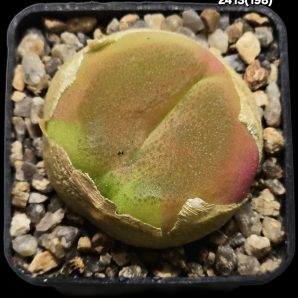 Conophytum maughanii ssp. armeniacum -COP 297-4 (5x5)- 2413(198)