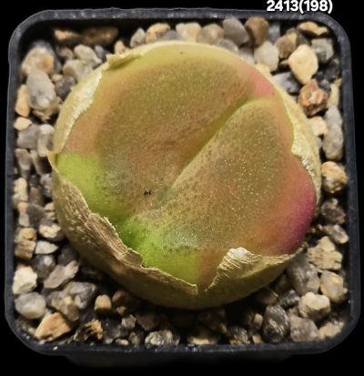 Conophytum maughanii ssp. armeniacum -COP 297-4 (5x5)- 2413(198)