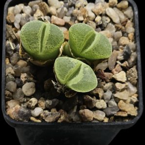 Conophytum haramoepense (3h) -SB 1193 (5x5)-2415(96)