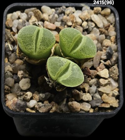 Conophytum haramoepense (3h) -SB 1193 (5x5)-2415(96)